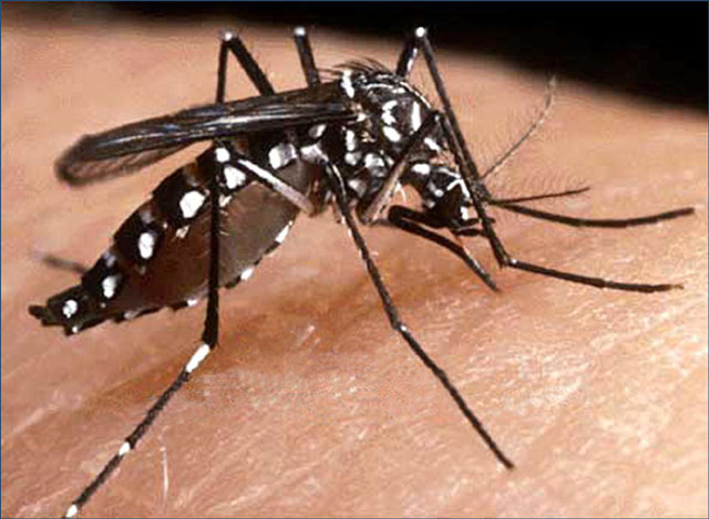 Con ustedes, el mosquito Aedes Aegypti.