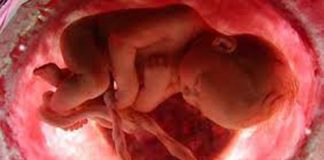 Calcio y vitamina D: cómo impactan en la gestación del bebé y la obesidad