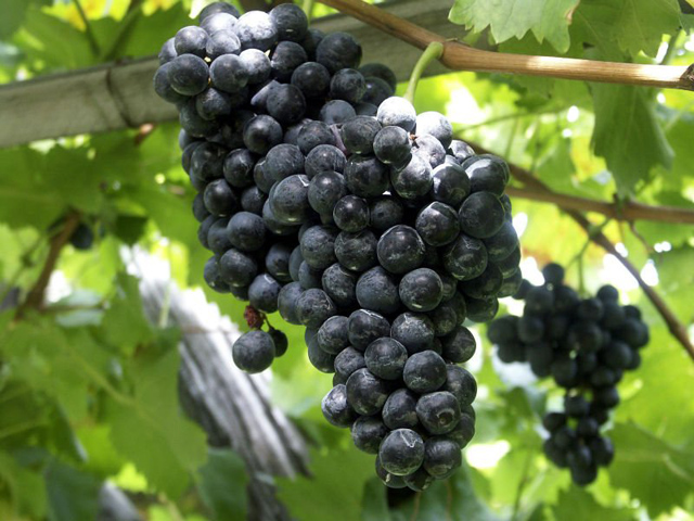 Las uvas negras tienen un alto contenido en taninos y otras sustancias como flavonoides. 