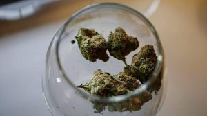 marihuana medicinal