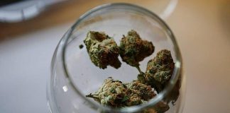 Nueva York legaliza la marihuana medicinal