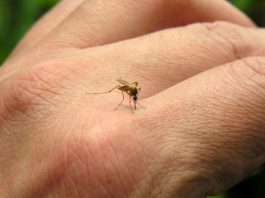 Chikungunya: confirman casos de personas infectadas en Argentina