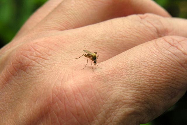 El virus es transmitido por la picadura del mosquito Aedes aegypti.