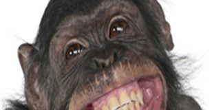 Rusia probará una vacuna contra el ébola en monos