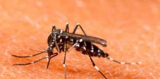 Dengue: alerta por seis casos en CABA
