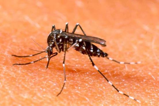 El Aedes Aegypti es oscuro con manchas blancas en las patas y el lomo