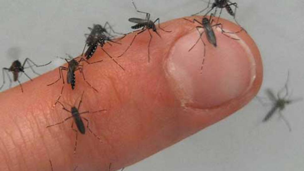 Mosquito Aedes aegypti transmisor de dengue