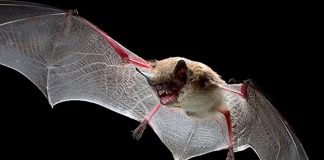 Ante casos de murciélagos con rabia piden vacunar mascotas