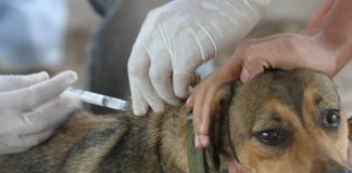 La Provincia lanza campaña anual de vacunación antirrábica