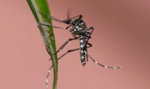 zika