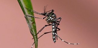 Zika y Dengue: desarrollan una prueba rápida y sencilla