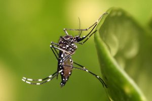 mosquito aedes 1