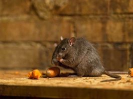 Salud diferenció el brote de Hantavirus de Epuyén de los casos registrados en distintas zonas del país