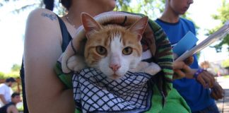 En 2018 San Isidro alcanzó una cifra récord en castraciones gratuitas de mascotas