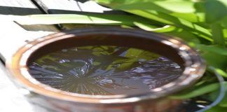 Tigre brinda consejos útiles para prevenir el dengue