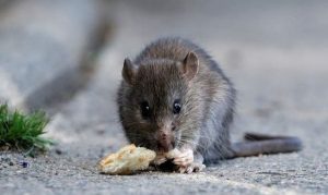 HANTAVIRUS 1