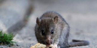 Hantavirus: San Isidro brinda recomendaciones tras el brote en Chubut