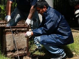 Para prevenir el Hantavirus, San Isidro continúa con los operativos de desratización
