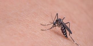 Recomiendan proteger a los niños de las picaduras de mosquitos