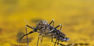 Nación y Corrientes fortalecen acciones frente al riesgo de aparición de fiebre amarilla