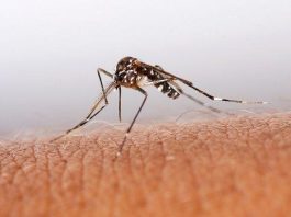 Nación emitió alerta por dengue: Salta es la provincia con más localidades con transmisión del virus