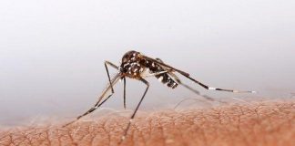 Nación emitió alerta por dengue: Salta es la provincia con más localidades con transmisión del virus