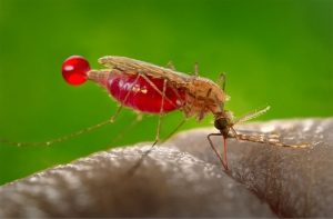 malaria-2018