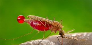 La Organización Mundial de la Salud certificó que Argentina es libre de Paludismo