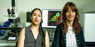 Científicos argentinos identifican cómo se relacionan las mutaciones en 47 tipos de cáncer