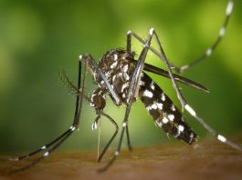 EEUU: Alerta en la Florida por un virus mortal que se transmite a través de los mosquitos