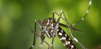 EEUU: Alerta en la Florida por un virus mortal que se transmite a través de los mosquitos