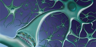 Identifican un mecanismo implicado en la consolidación de los recuerdos