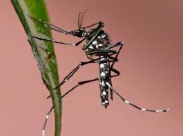Desde el Garrahan piden estar alertas frente al dengue en plena pandemia de COVID-19