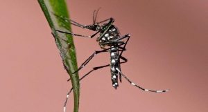 dengue