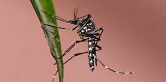 Desde el Garrahan piden estar alertas frente al dengue en plena pandemia de COVID-19