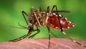 dengue1