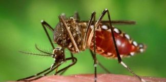 San Isidro: recomendaciones para evitar el dengue