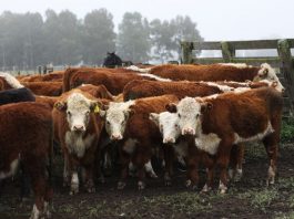 Crece la cantidad de establecimientos libres de brucelosis bovina en Argentina