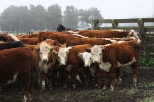 vacas_brucelosis