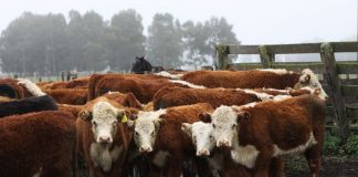 Crece la cantidad de establecimientos libres de brucelosis bovina en Argentina
