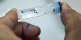 CABA: Hay 666 casos de dengue confirmados y aumentan los ‘autóctonos’