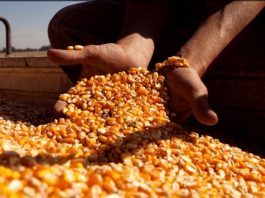 Actualización de empresas en el Registro de Exportadores de granos a China