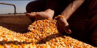 Actualización de empresas en el Registro de Exportadores de granos a China