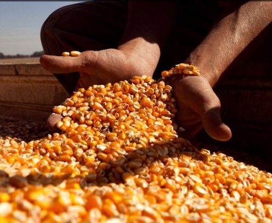 Actualización de empresas en el Registro de Exportadores de granos a China