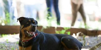 Cómo es el ingreso al país con perros y gatos