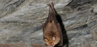 Murciélagos: hospedadores de virus