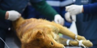 Escobar: el Hospital Municipal de Zoonosis retoma las esterilizaciones programadas