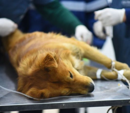 Escobar: el Hospital Municipal de Zoonosis retoma las esterilizaciones programadas