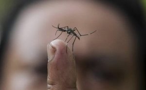 dengue