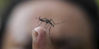 Confirmaron en Argentina 54.870 casos de dengue, el mayor registro histórico